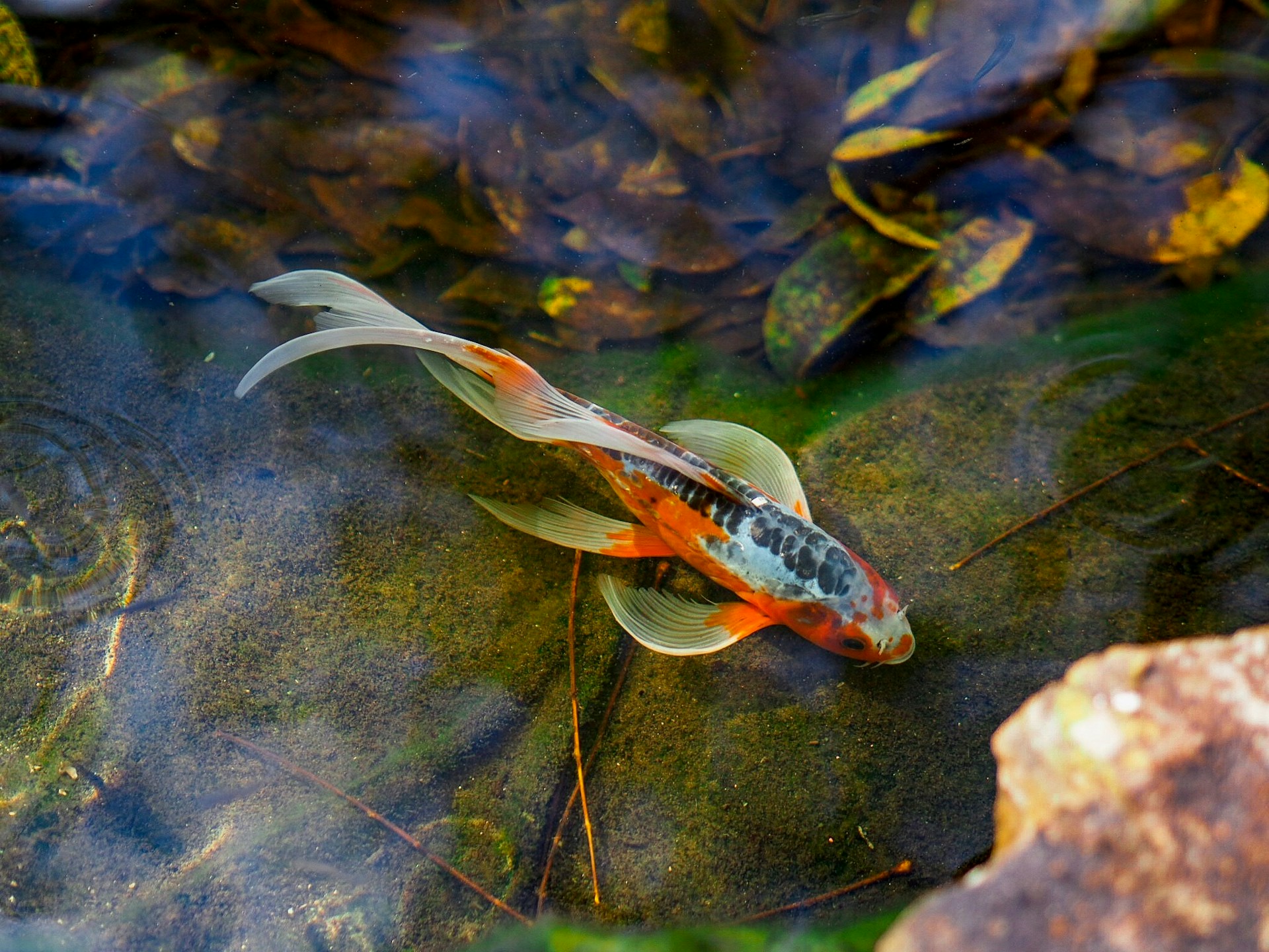 Come mantenere l’acqua del laghetto cristallina